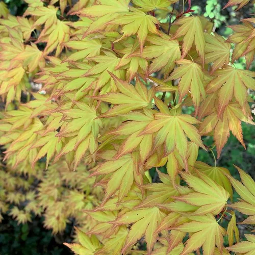 Au service de votre jardin：Erable du Japon (Acer Palmatum Greffe) Orange Dream. Le pot 3 litres