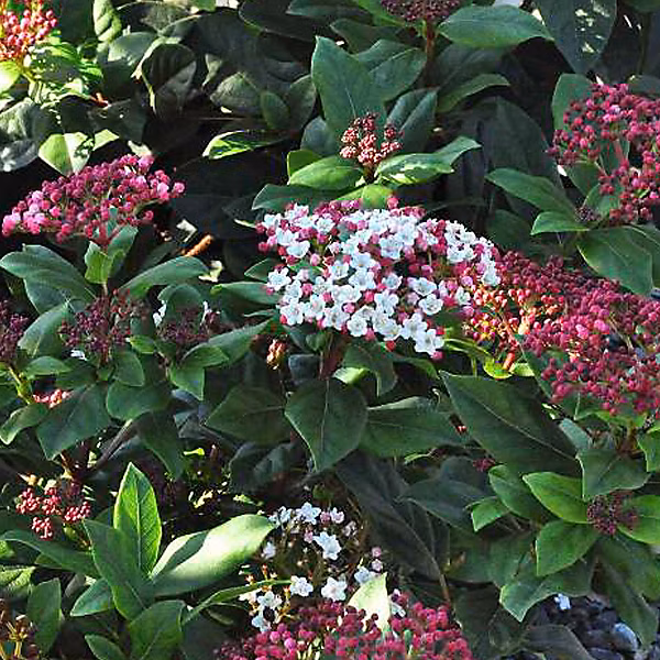 2 x Viorne tin – Laurier tin 'Gwenllian', Viburnum tinus 'Gwenllian', 25-30 cm pot