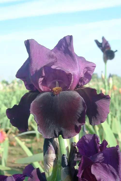 Pratique dehors:Iris des Jardins Black Swan - Le pot de 2 litres