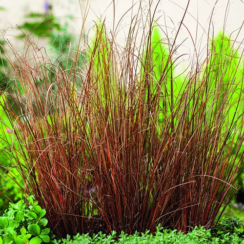 Conçu pour le jardin：Carex Buchananii marron botanic®. Le pot de 2 litres