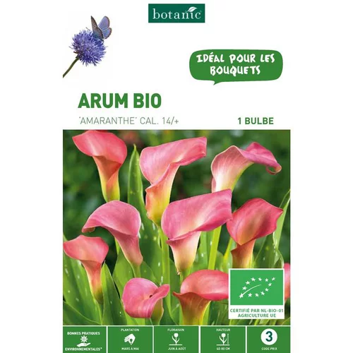 Solution nature：Arum Amaranthe bio rose botanic® - 1 bulbe