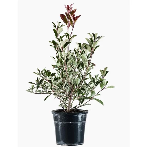 Jardin adapté：Photinia Fraseri Pink Marble®? en pot de 3 L rose