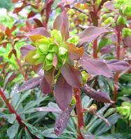 Confort jardin:Euphorbe vivace pourpre - Le pot de 10,5 cm