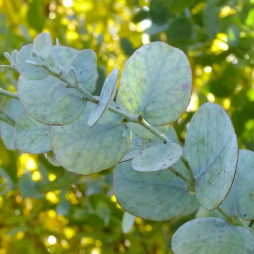 Jardin à aménager：Eucalyptus Gunnii - Le pot de 12 cm