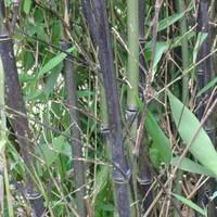 Au quotidien：Bambou Phyllostachys Nigra 18L