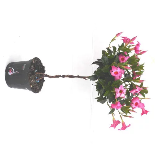 Le petit plus du jardin：Dipladénia mini tige - Le pot de 1 litre