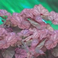 Extérieur fonctionnel:Heuchère coloris variés. Le pot de 10,5 cm