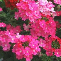 Utile pour le jardin:Verveine érigée - Le pot de 10.5 cm