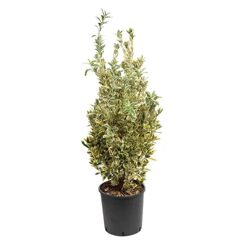 Jardin pratique：Euonymus Japonicus Bravo vert 40/60 cm en pot de 10 L