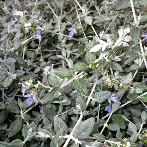 Spécial jardin:Germandrée Arbustive ou Teucrium Fruticans bleu. Le pot de 3 litres