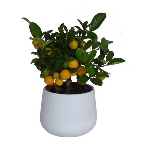 Pour votre projet:Calamondin. Le pot de 2 litres