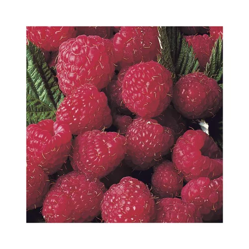 Style nature:Framboisier Magnific Delbard® Bio. Le pot de 2 litres