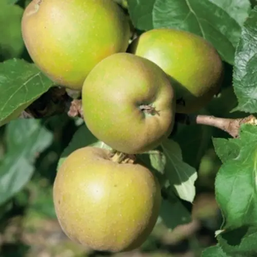 Utile dehors：Pecher Reine Des Vergers. Le pot de 10 litres forme gobelet