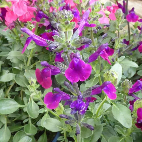 Équipement pour le jardin：Salvia X Jamensis 'violet' - Le pot de 2,5 litres