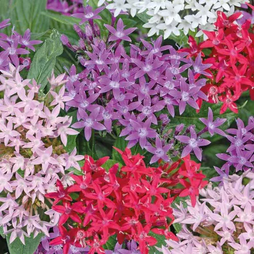 Le bon choix pour le jardin:Pentas - Le pot de 12 x 12 cm