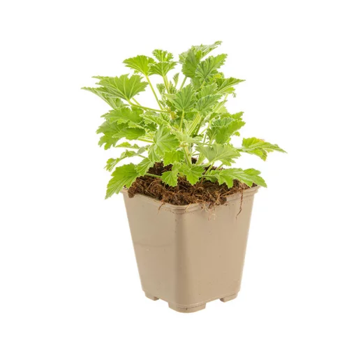 Pour votre projet：Geranium Odorant Bio. Le pot de 9x9 cm