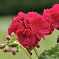 Inspiration jardin：Géranium zonale. La coupe de 35 cm