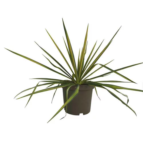 Extérieur tendance：Yucca Filamentosa Golden Sword
