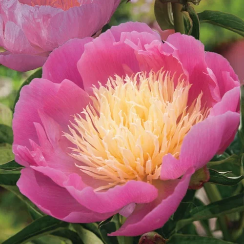 Pour tous vos projets extérieurs：Pivoine Bowl of Beauty - Le pot de 2 litres