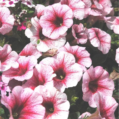 Bien pratique au jardin：Pétunia retombant multicolore. Le pot de 13 cm
