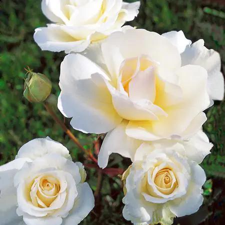 Pour créer votre univers jardin：Rosier Grand Nord® Delgrord