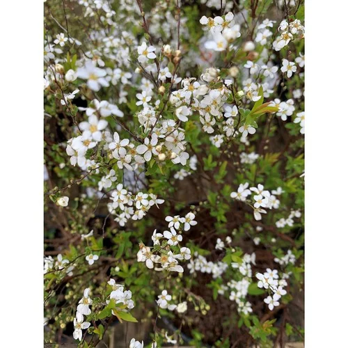 Jardin confort plus：Spirée Thunbergii blanc. Le pot de 7 litres