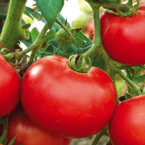 À adopter au jardin：Tomate Ronde Merveille Des Marches bio. Le pot de 9 x 9 cm