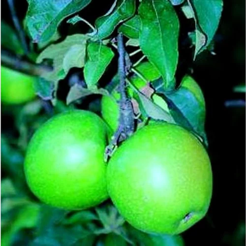 Sélection malin：Pommier Granny Smith. Le pot de 12 litres forme 1/2 tige