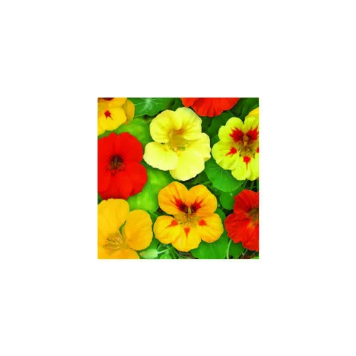 L’esprit jardin：Capucine compacte - Le pot de 12 x 12 cm