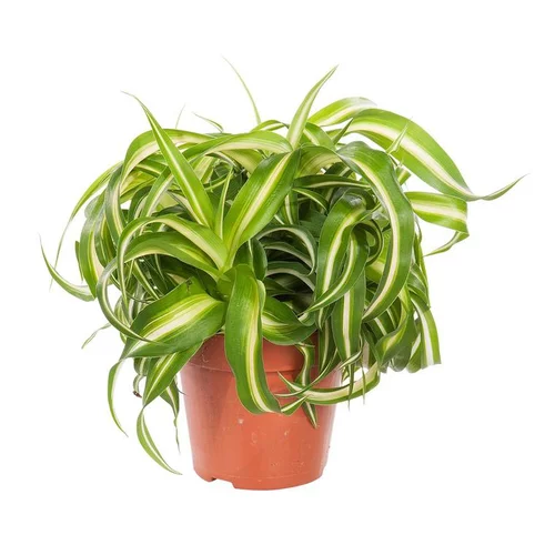 Un atout au quotidien：Chlorophytum bonnie