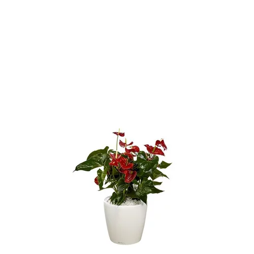 Pour vivre dehors:Anthurium et son pot Classico premium Ø 35 blanc