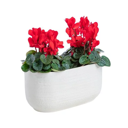 Tendance extérieur：Cyclamen pot céramique D.20 cm