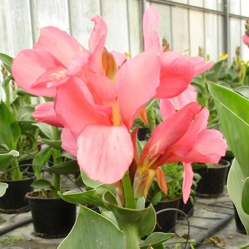 Une idée pour vos extérieurs：Canna - Le pot de 4 litres