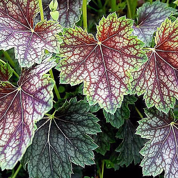6 x Heuchère 'Beauty Colour' – Heuchera 'Beauty Colour', godet 9cm x 9cm