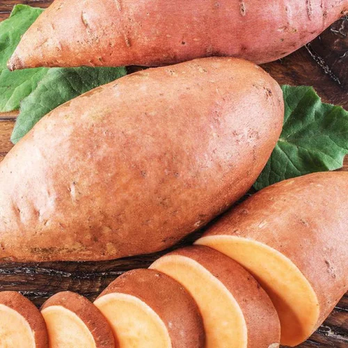 Bien pensé extérieur:Patate Douce Bonita Bio. Le pot de 1 litre