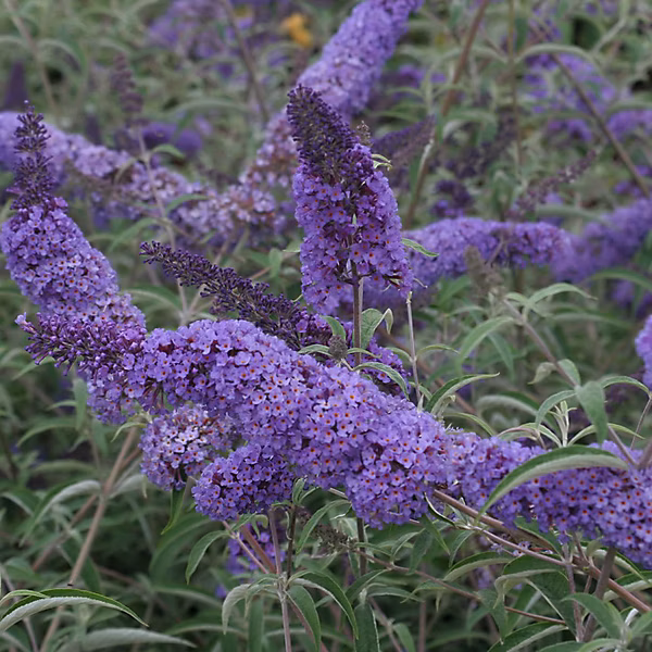 2 x Arbre aux papillons – Buddleja davidii 'Nanho Blue', 40, 60 cm pot