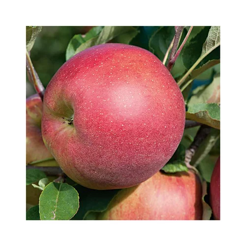 Côté jardin:Pommier Melrose. Le pot de 12 litres, forme gobelet