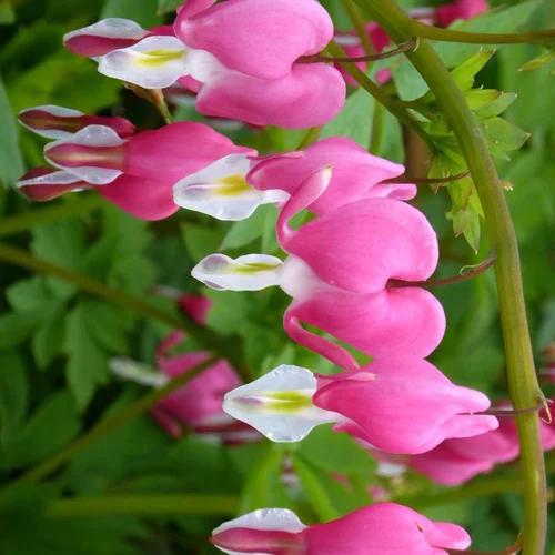 Jardin inspiration:Cœur de Marie - Le pot de 1 litre