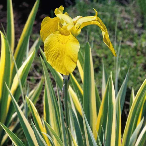 Jardin déco：Iris des marais à feuillage panaché godet 9x9 cm