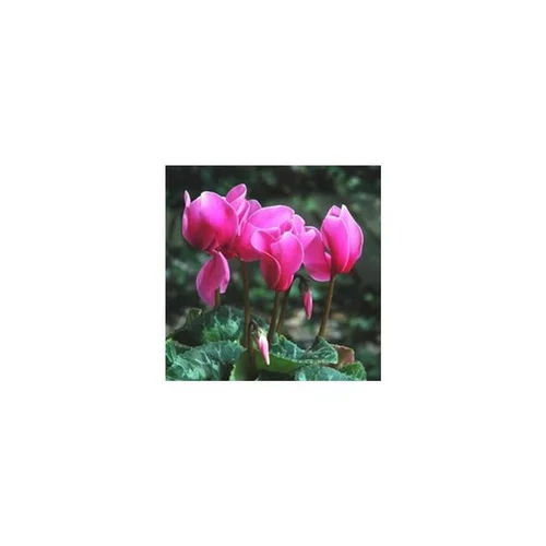 À avoir pour l’extérieur：Mini Cyclamen et feuillage. La jardinière de 30 cm