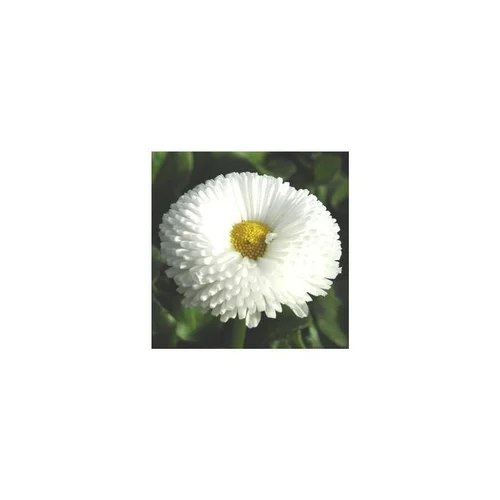 Solution jardin:Pâquerette - La jardinière de 40 cm