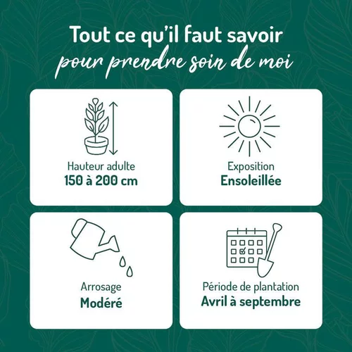 Sélection extérieur:Yucca jewel vert. Le pot de 15 litres