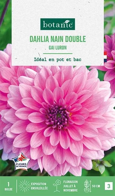 Essentiel au jardin:Bulbe de fleurs Dalhia nain double Gai luron botanic® - 1 bulbe