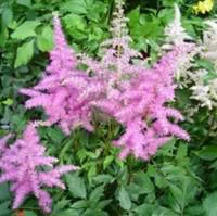 Les essentiels du jardin:Astilbe rose. Le pot de 3 litres