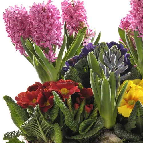 Pour faciliter le quotidien au jardin:Composition de jacinthes et primevères. Le panier déco de 28 cm