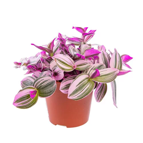 Extérieur durable:Tradescantia Nanouk. Le pot Ø 12 cm