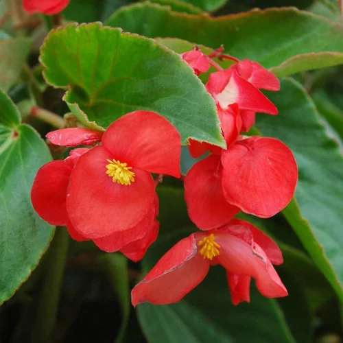 Le pratique au jardin：Bégonia Dragon Wing coloris rouge. Le pot de 10,5 cm