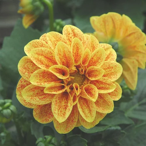 Solution extérieur：Dahlia nain à fleurs multicolores - Le pot Ø 10,5 cm