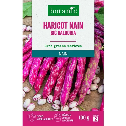 Le compagnon de vos extérieurs：Graines d'haricot nain big baldoria botanic® - graines nain semer
