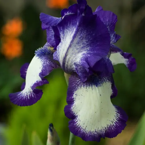 Maison et jardin:Iris Des Jardins 'Glenans'. Le pot de 1 litre